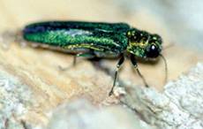 Adult Emerald Ash Borer